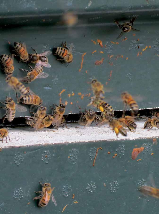 De bijen zuigen met hun holle tong nectar op van de bloembodem van de bloem en nemen deze in hun honingmaag mee terug naar de bijenkast.