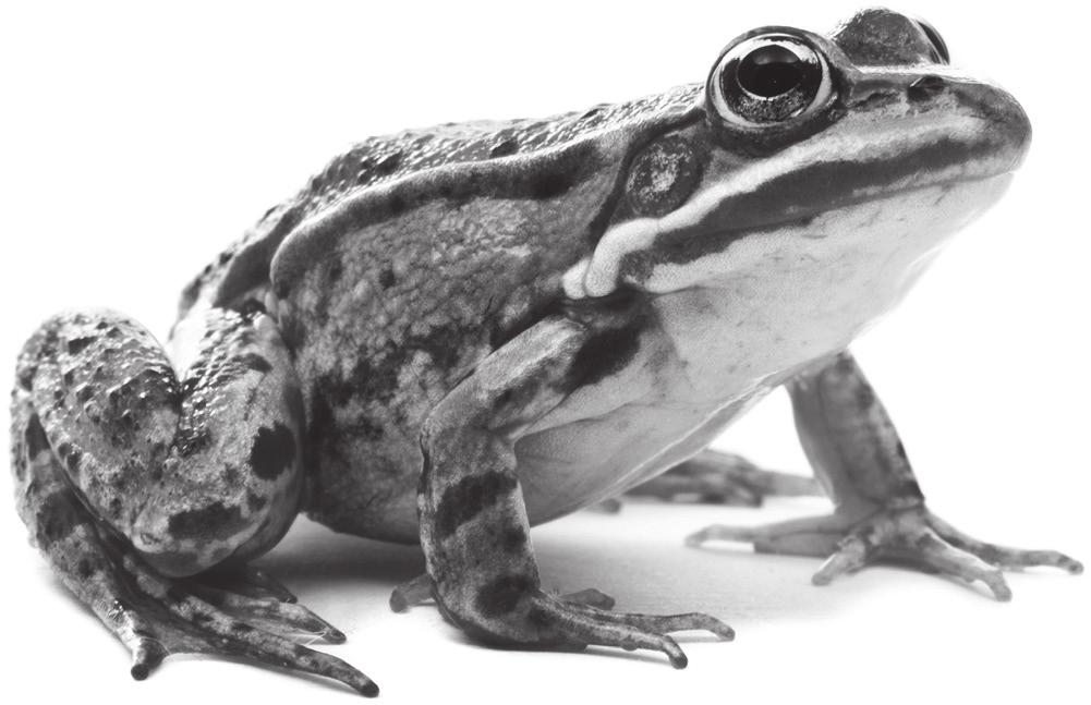 2 In welke hartdelen komt dit zuurstofrijke bloed het eerst terecht? Vanuit de longen komt het zuurstofrijke bloed het eerst terecht in de linkerboezem.