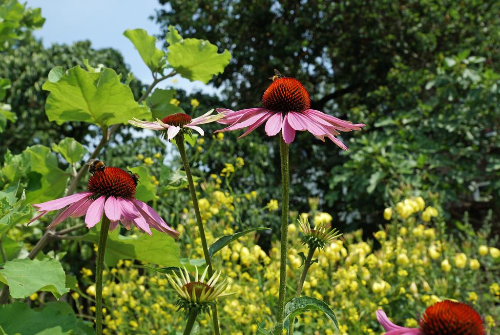 - TUIN - - TUIN - Verzorgde tuin met groot terras en veel privacy 22 23 I edere villa heeft een groot terras en wordt omringd door een sfeervol aangelegde tuin die veel privacy biedt.