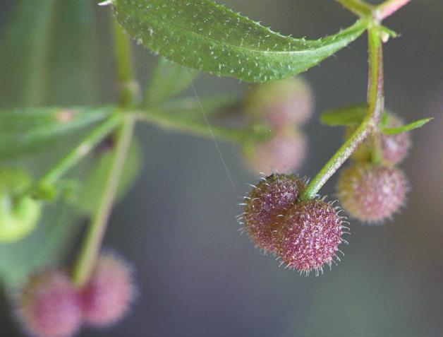 Zaadverspreiding Na de bevruchting groeit er een embryo in het jonge zaad. De bloem verandert van vorm en er ontstaat een vrucht met één of meer zaden waarin het embryo groeit.