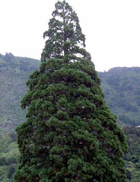 SEQUOIADENDRON GIGANTEUM Mammoetboom, reuzensequoia De mammoetboom of reuzensequoia is een snel groeiende