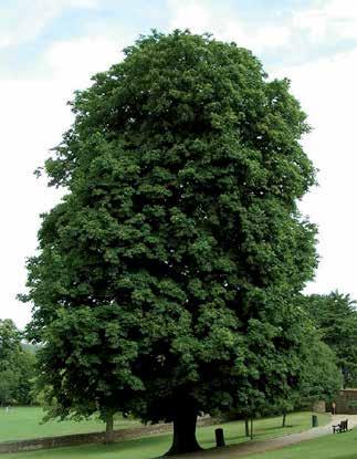 AESCULUS HIPPOCASTANUM Witte paardenkastanje De witte paardenkastanje wordt al eeuwenlang