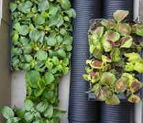 Met de champignons maak je samen heerlijke soep. school Materiaal champignonkweekset afhalen in najaar Project: Liesje bloeit vlijtig 40 41 Een eigen plantje voor op je tafel.