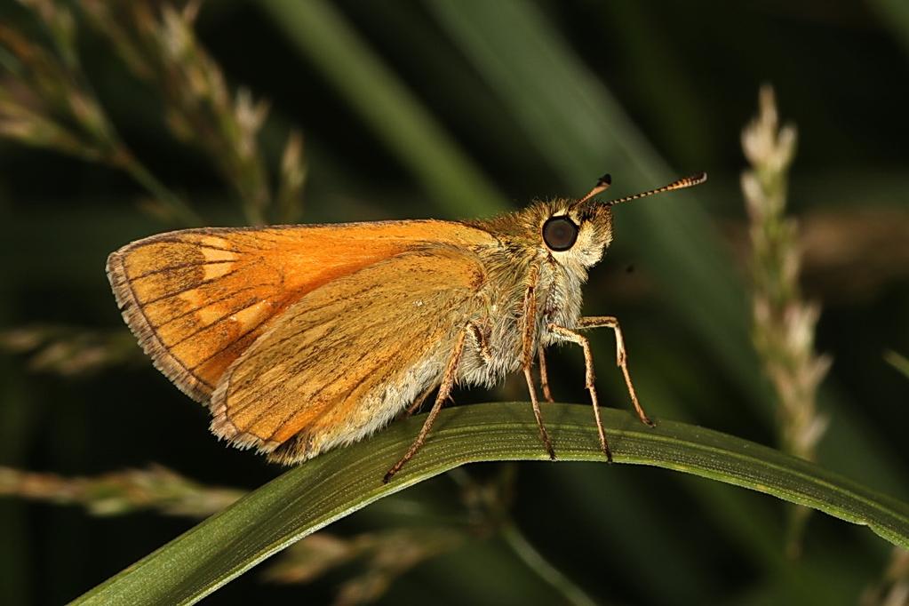 groot dikkopje 8 Jaarlijst Jaarlijst Talud A4 2012 (37 15 13) Familie Soort Soort Aantal Waardplant Pieridae Pieris rapae klein koolwitje 145 kruisbloemigen Pieris napi klein geaderd witje 1