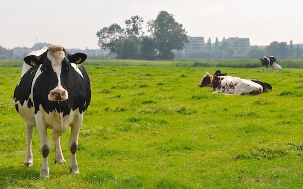 Project 4: Groen ondernemen De melkveehouderij is van oudsher en voor de toekomst de economische en landschappelijke drager van het open landschap van Midden-Delfland.