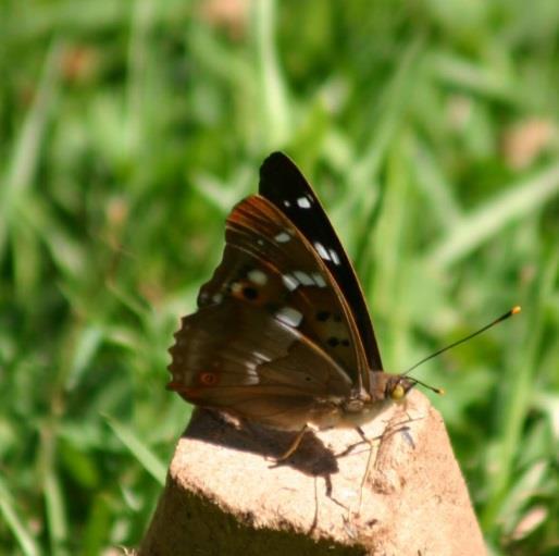 Zoals de kleine weerschijnvlinder en een vlinder die