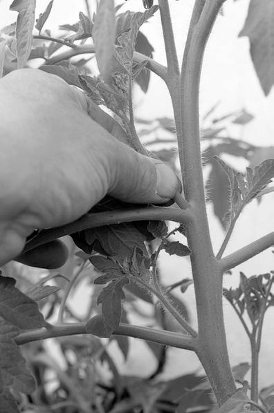 De vragen 2 en 3 gaan over dit artikel. 2 Op de foto bij het artikel is met een pijl een deel van de tomatenplant aangegeven die bij het dieven verwijderd wordt.