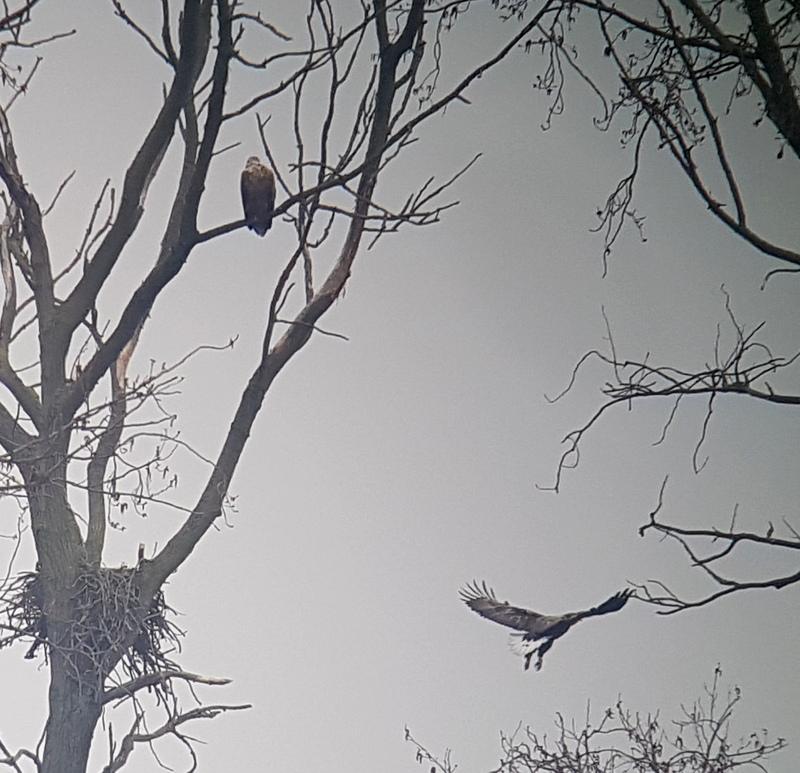 Zeearend Tiengemeten.