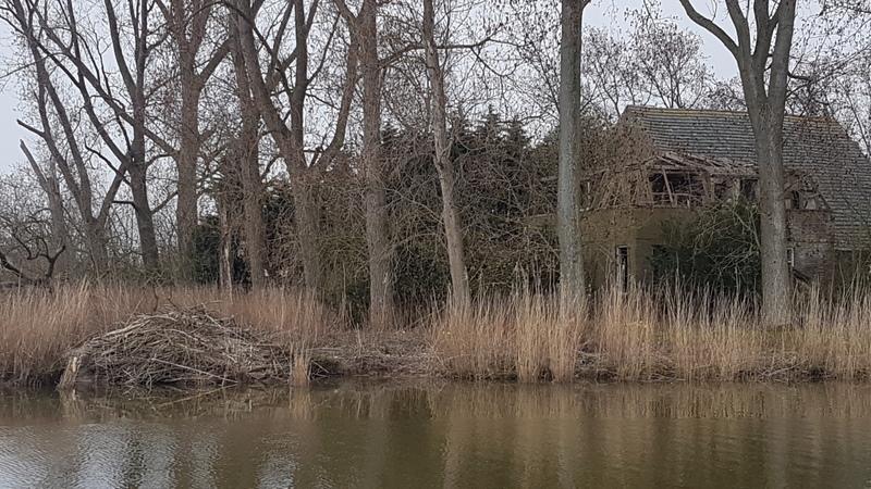 Bij een verlaten boerderij was een enorme beverburcht gezien inclusief vraatsporen en een beverglijbaan.