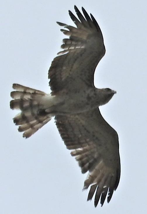 Buizerd.