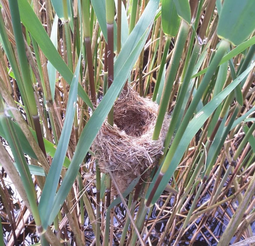 inventarisaties geeft een fraai beeld van de vogeltrends die dus reeds gestart is toen er nog vis werd gekweekt. De westzijde wordt incidenteel gedaan en zo ook in 2017.