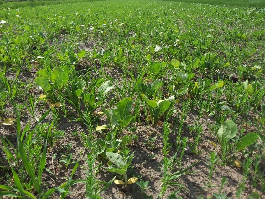 ingezaaid met bloemrijk graanmengsel Geselecteerde kavels De geselecteerde kavels die zijn ingezaaid met bloemrijk