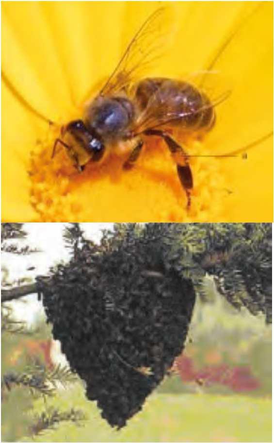 De honingbij slank gebouwd licht behaard bruin/zwart meestal in nabijheid van het nest of van bloemen; vermijdt mensen - is niet agressief, maar zal wel steken bij bedreiging (verdedigt nestingang)