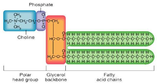 PLFA Phopholipid fatty acids = Fosfolipidenvetzuren Celmembranen bestaan uit verschillende vetzuren Verschillende groepen hebben unieke samenstelling van vetzuren