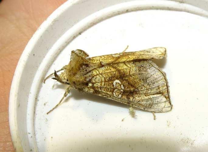 Afb. 19: gelduil (Polychrysia moneta), 1-7-2017 Afb.