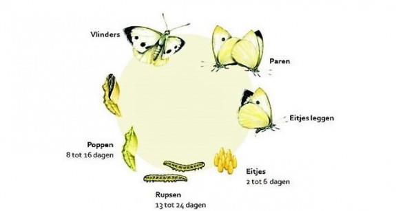 Elke vlindersoort heeft zijn eigen rups. Sommige soorten lijken op elkaar.