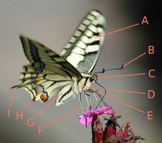 Op de kop van de vlinder staan 2 samengestelde ogen en enkele enkelvoudige ogen en 2 antennes of