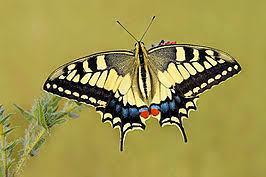 De grootste vlinder hier is de Koninginnepage