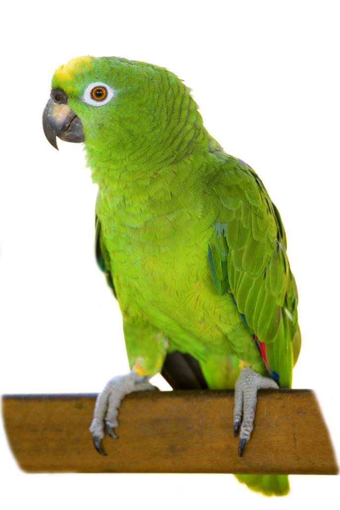 Wie een dergelijke papegaai wil aanschaffen, moet zich echter heel goed voorbereiden en ervaring opdoen met het houden van papegaaiachtigen.