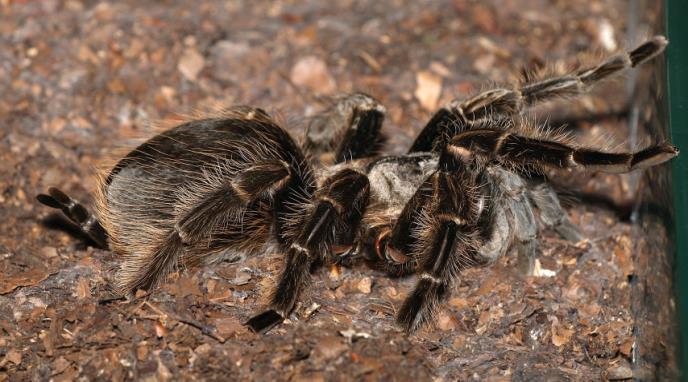 soorten Brachypelma vogelspinnen zijn opgenomen in de CITES appendix II De dieren mogen niet, of in beperkte mate geëxporteerd worden uit hun natuurlijke leefgebied.