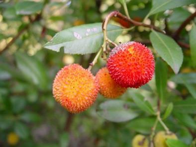 Fragaria vesca (Bosaardbei) Deze plant is een kruidachtige en groeit laag aan de