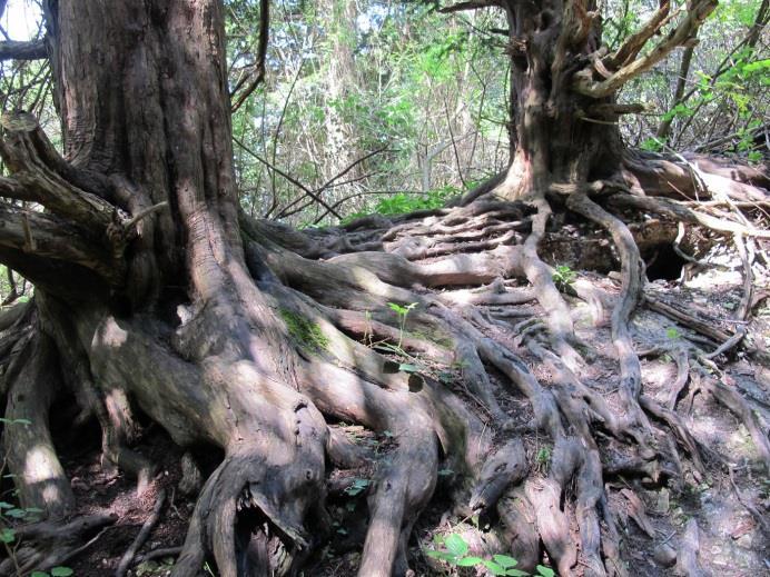 Het doorontwikkelen van dennenbos naar een voedselbos Het klimaat is aan het veranderen. Dit vraagt van ons ook een verandering.