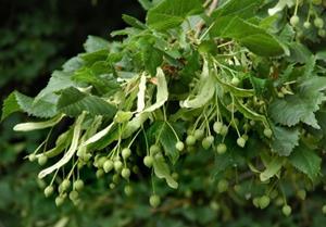 De boom doet het goed op verschillende soorten bodems en heeft ook niet invasieve nijgingen.