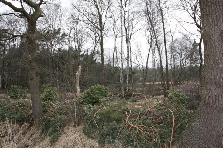 In hoofdstuk 5 wordt er verder ingegaan op het doorontwikkelen van het bos en hoe je aan de slag kunt gaan om ook de bodem, de basis van het bos, te verbeteren.