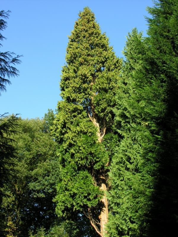 Maar: bodem is de basis Bij introductie nieuwe bomen voorkeur voor rijkstrooisel Meestal loofhout Tilia Prunus Acer Corylus