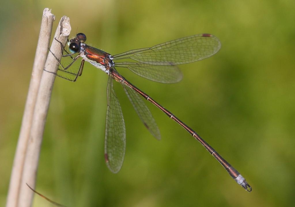 Libellenmonitoring 2017 in het Leersumse Veld. Het gebied Hert Leersumse Veld is eigendom van en wordt beheerd door Staatsbosbeheer.