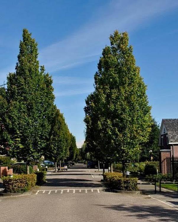 Kastanjeboom Dorpshuis Op 16 april jl. is de grote kastanjeboom tegenover de entree van het Dorpshuis in Aarlanderveen omgezaagd.