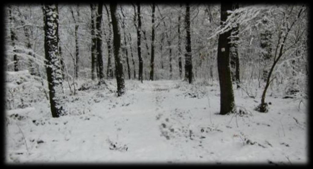 voornamelijk de Rheinpromenade