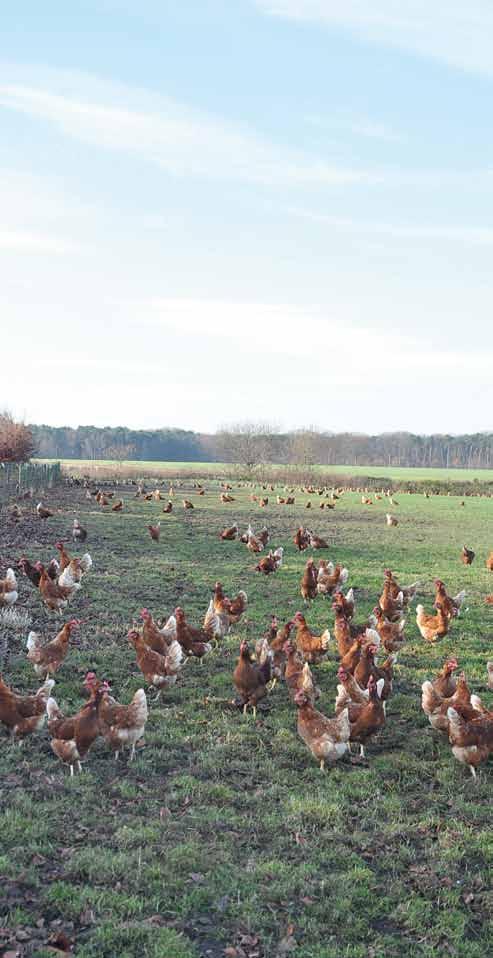 24 Jaarverslag Pluimveehouderij Biologische pluimveehouderij De biologische pluimveehouderij is een groeiende sector met veel uitdagingen.