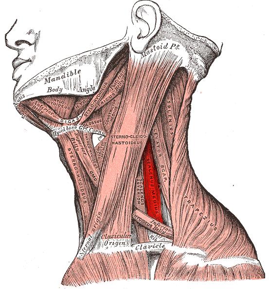 Figuur 32: met rood aangegeven de m.