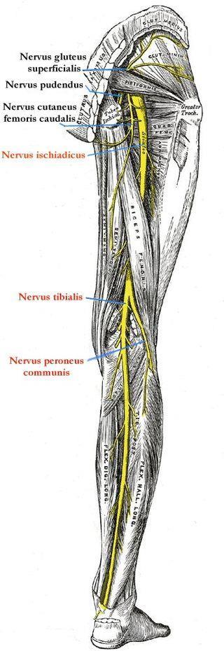 traject takken af naar o.a. de m. tibialis anterior, m. extensor digitorum longus en m. peroneus tertius. Halverwege het onderbeen komt de zenuw naast de a.