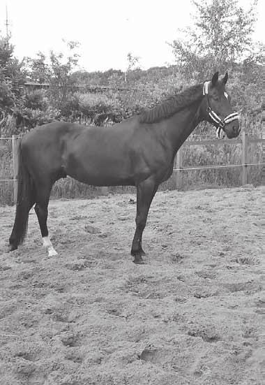 In de bossen en in de buitenbak is het een heel ander paard. Heel relaxed en vindt alles prima, zolang hij maar wel voorop zit. In de groep vindt hij nog steeds moeilijk.