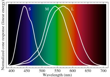 DE TRICHROMATISCHE THEORIE Bowmaker en Dartnall hebben d.m.v. microspectrophotometrie drie types kleurreceptoren (kegeltjes) kunnen identificeren.