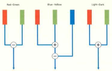 DUAL-PROCESSTHEORIE We hebben drie verschillende kleurkanalen. Het Rood-Groene kanaal bestaat uit 1 rode receptor en 1 groene receptor, deze proberen elkaar te inhiberen (-).