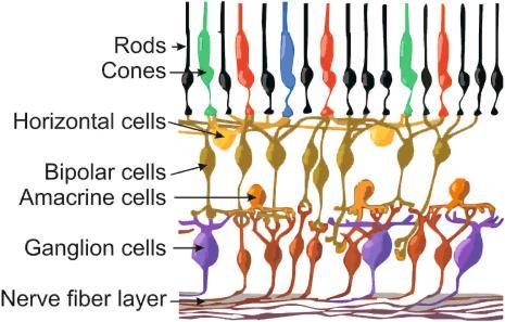 Twee verschillende zenuwbanen DE RETINA Er zijn 2 verschillende visuele receptorcellen in de retina: Kegels: zijn gevoelig voor kleur (rood, groen, blauw) en detail Staafjes: zijn gevoelig voor