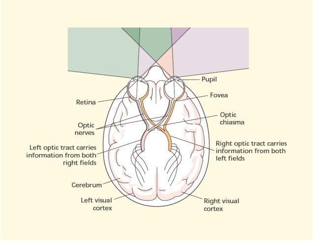 DE ROUTE VAN DE VISUELE SIGNALEN In het optische chiasma gaat informatie uit de axonen aan de buitenkant van de retina door naar de hersenhelft waartoe ze behoren en gaat informatie uit de axonen aan