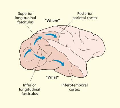 AFSPLITSING VAN DE ZENUWBANEN NA V1 Na de V1 is er een duidelijk afsplitsing van de zenuwbanen, men onderscheidt 2 paden: ventrale pad: wat (M) pad, gaat naar de inferotemporele cortex detecteren wat
