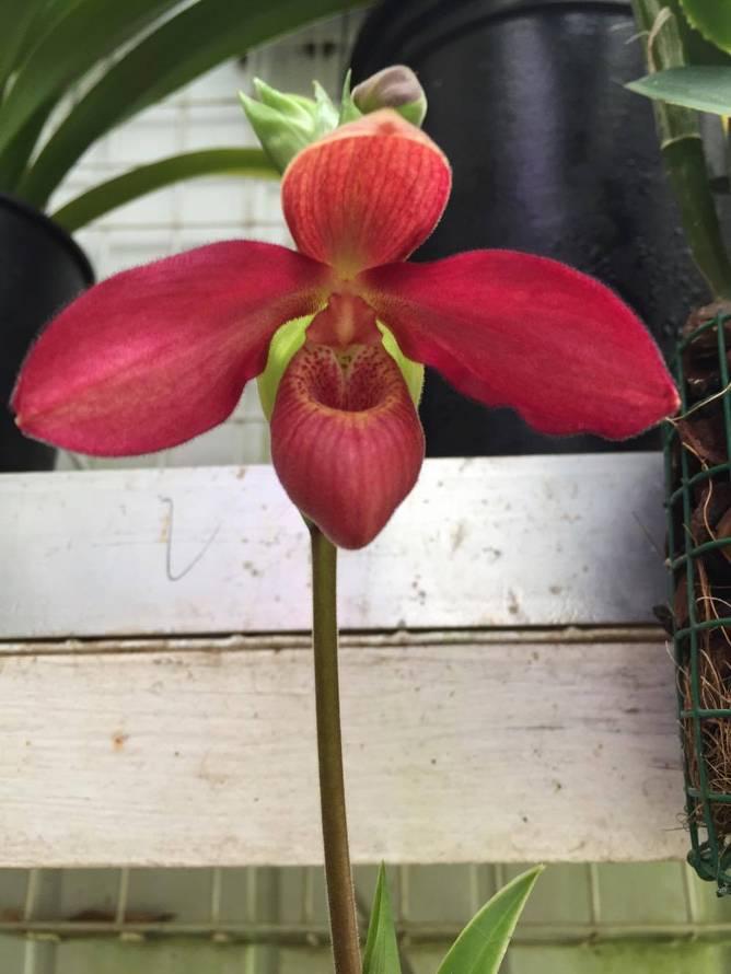 MEMORIA In april werd een orchidee met de naam Phragmipedium Memoria Dick Clements plant van de maand.