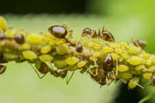 Om bladluizen effectief te bestrijden met lieveheersbeestjes is het dus belangrijk om mieren uit de buurt te houden.