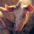 5 Specifiek beleid Er bestaat een gemeenschappelijke marktordening voor varkensvlees, doch deze is minder uitgebouwd dan in andere sectoren.