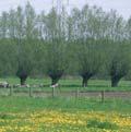 8.2 Akker- en graslandflora In Vlaanderen is het voorkomen van 1.433 soorten vaatplanten gekend.