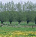 8.3 Bescherming van biodiversiteit in een moderne bedrijfsvoering De uitdaging voor een duurzame landbouw bestaat erin om gerichte maatregelen voor de bescherming van de agrarische biodiversiteit te