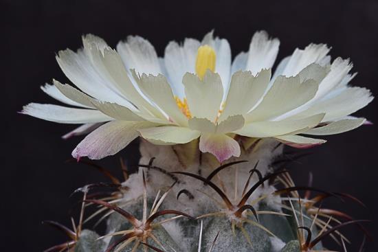 van de plant zelf. Verder veel opnames met tegenlicht of opnames van waterdruppels op de planten. Kortom: een en al pracht!