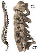 De wervel L5 steunt op het bekken thv het heiligbeen, ook het sacrum genoemd. Hogerop gelegen bevinden zich de nekwervels.