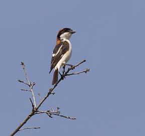 Toen naar Kalami Marsh en langs de Tsiknias rivier terug naar het hotel. Gegeten bij Sampo. 9 Mei: Deze dag niet veel gevogeld, maar wel een leuke dag gehad.