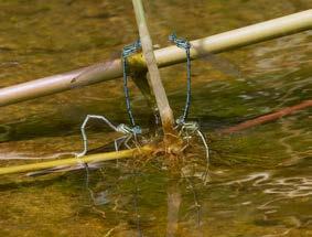 We hebben de hondjes wat eten en drinken gegeven. Daarna een wandeling gemaakt in de Potamiavallei.